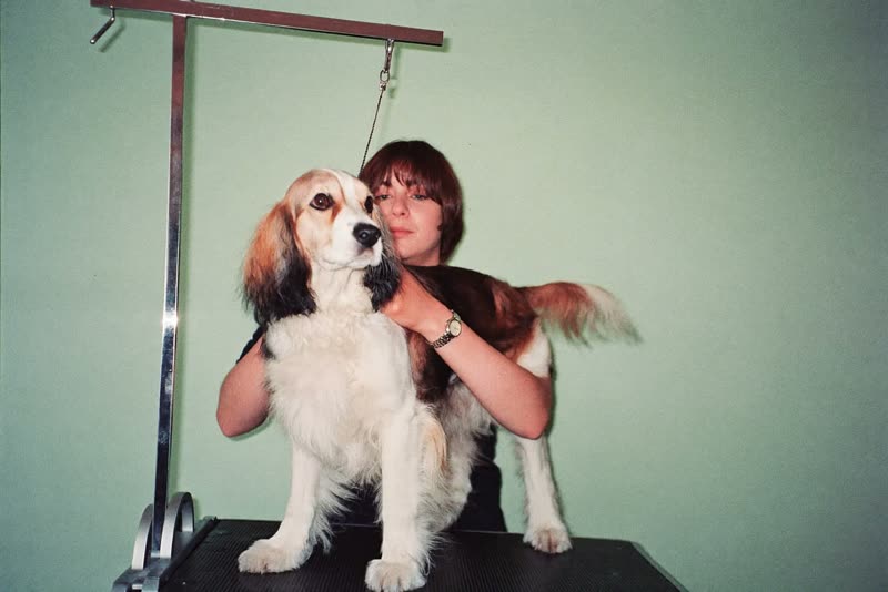 A long-haired dog standing calmly on a grooming table