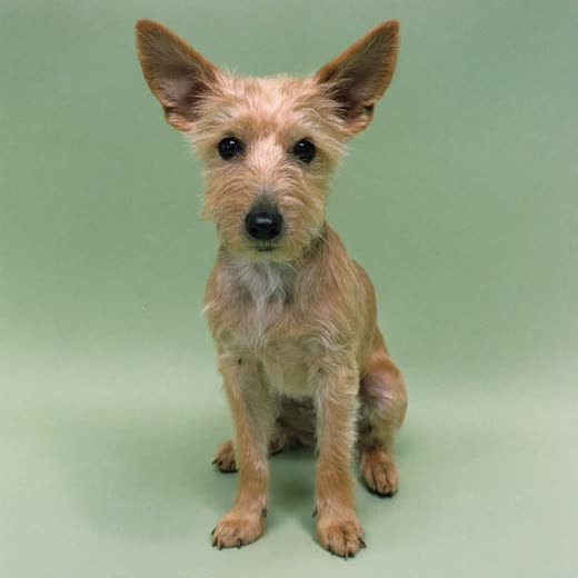 A freshly groomed terrier on a pale mint background